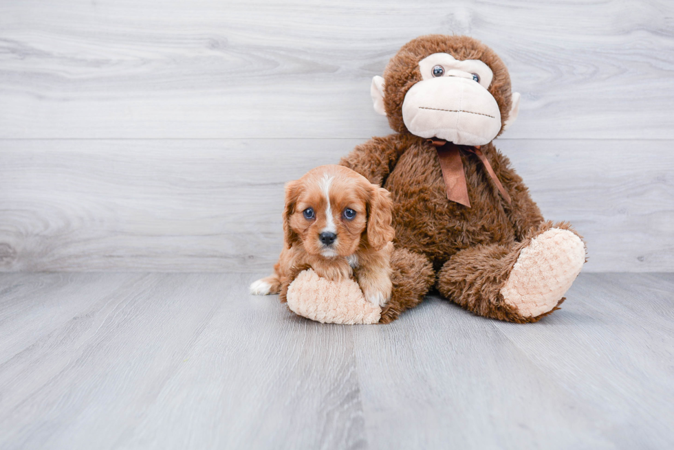 Best Cavalier King Charles Spaniel Baby