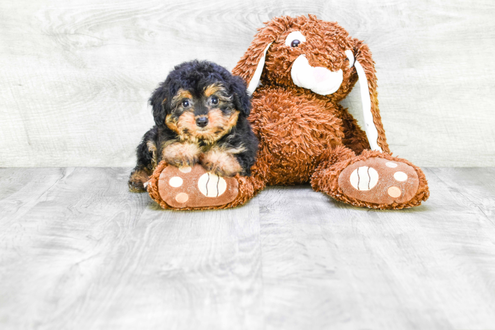 Funny Mini Aussiedoodle Poodle Mix Pup