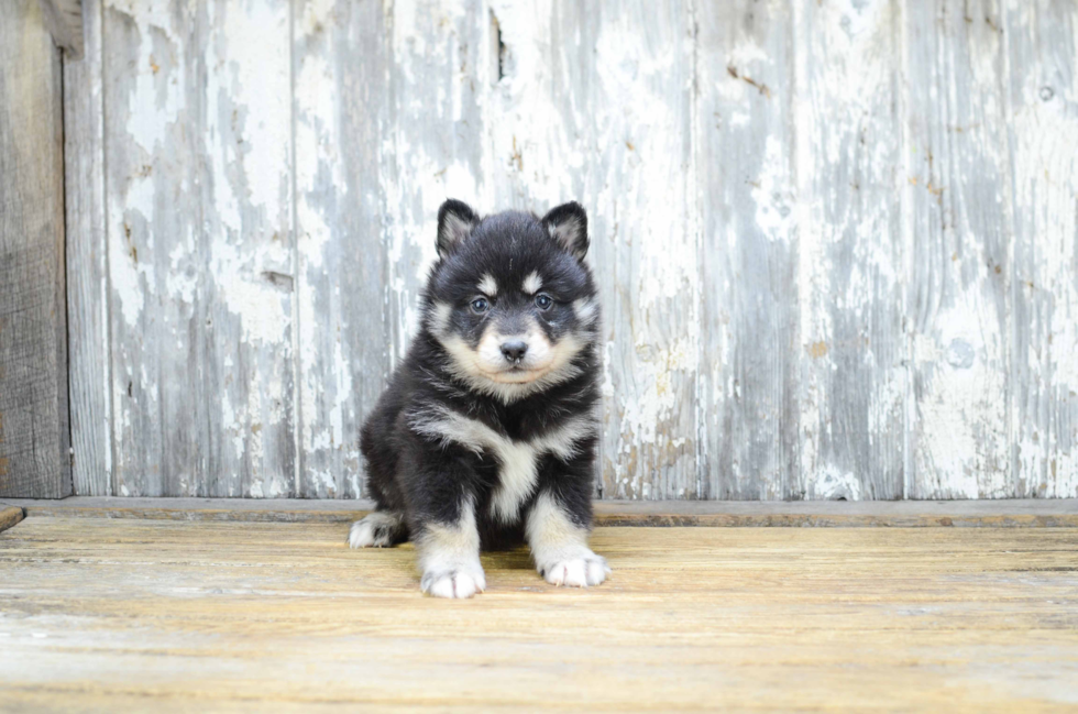 Pomsky Pup Being Cute