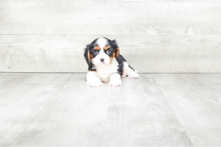 Little Cavalier King Charles Spaniel Baby