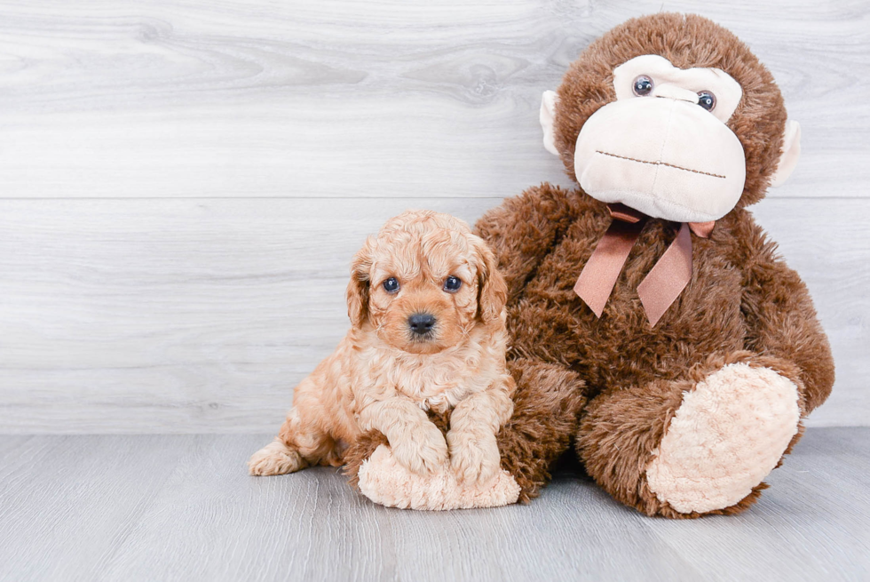 Popular Cavapoo Poodle Mix Pup