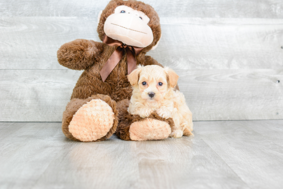 Popular Maltipoo Poodle Mix Pup