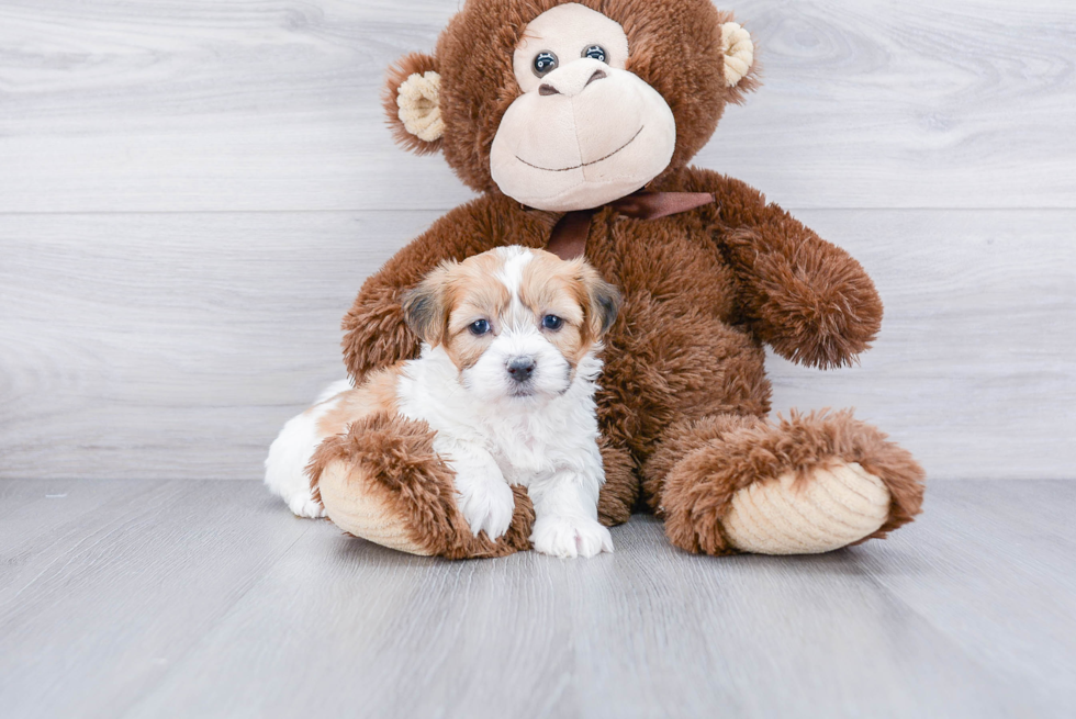 Teddy Bear Pup Being Cute