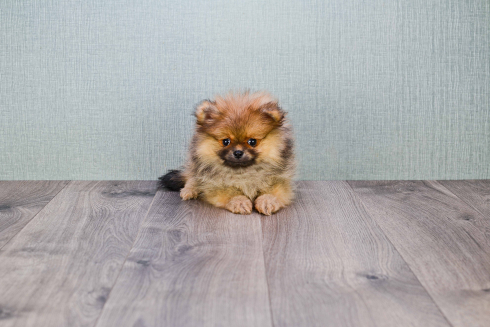 Akc Registered Pomeranian Purebred Pup