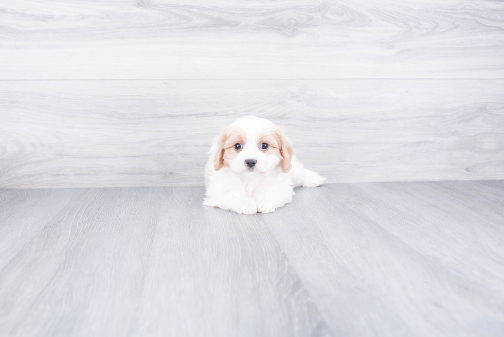 Best Cavachon Baby