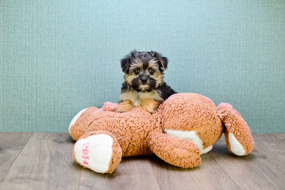 Best Morkie Baby