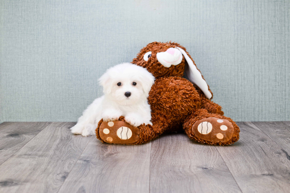 Playful Maltese Baby