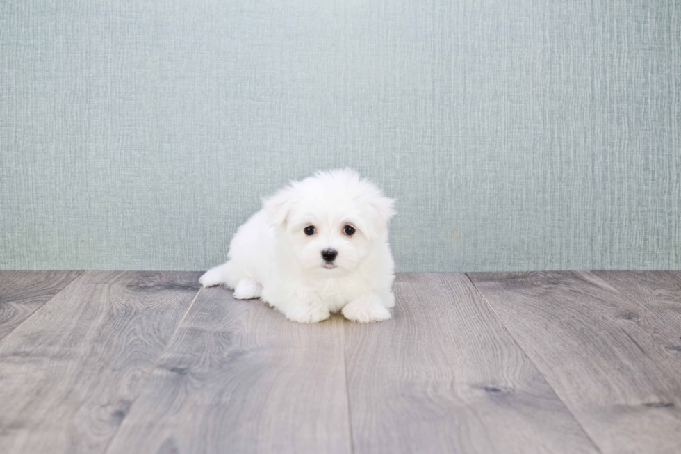 Funny Maltese Purebred Pup