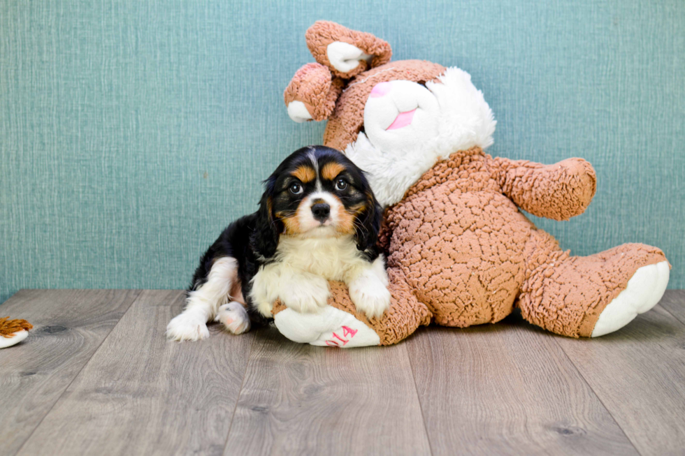 Sweet Cavalier King Charles Spaniel Purebred Puppy