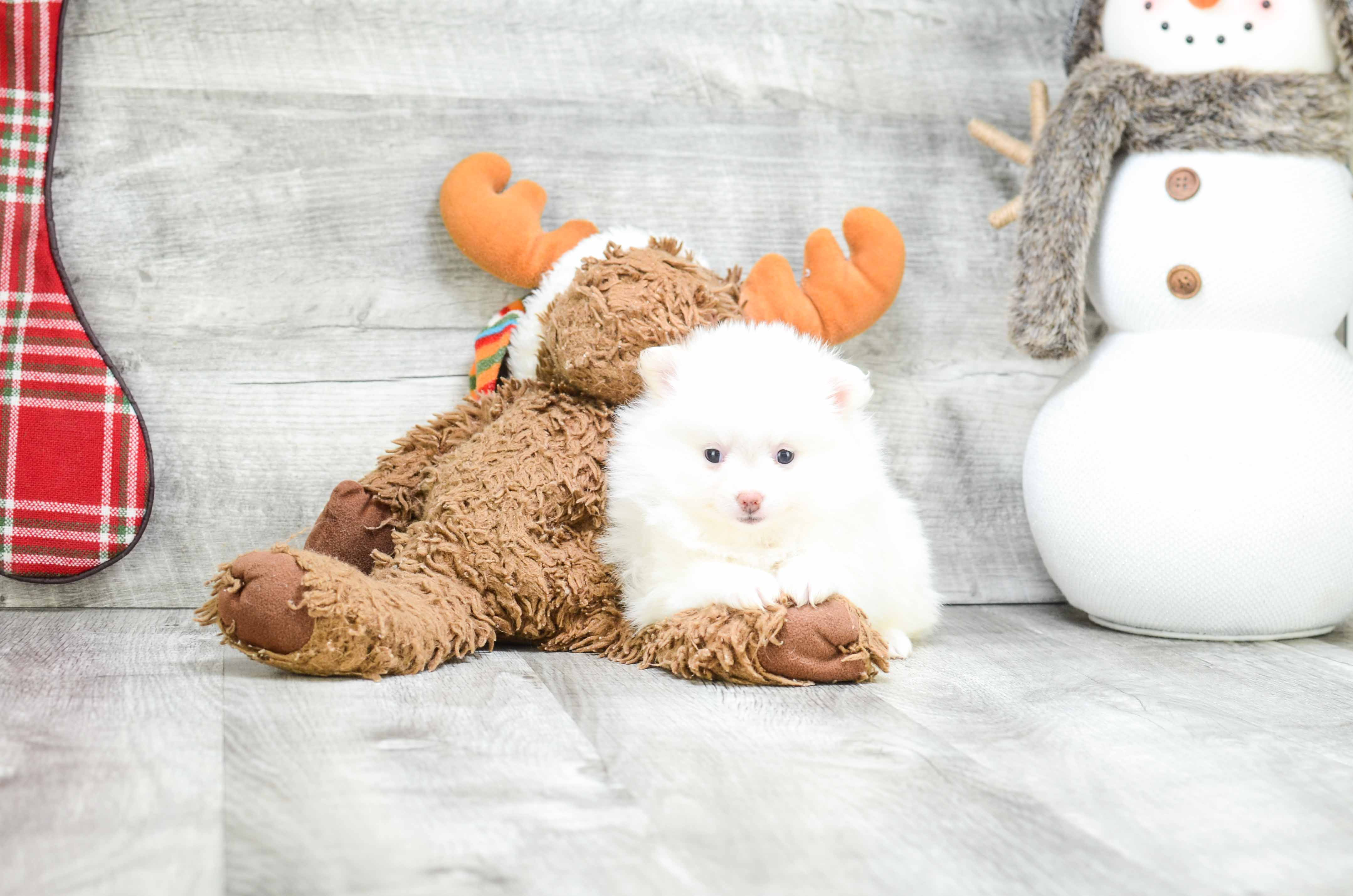 Pomeranian Puppy for Adoption