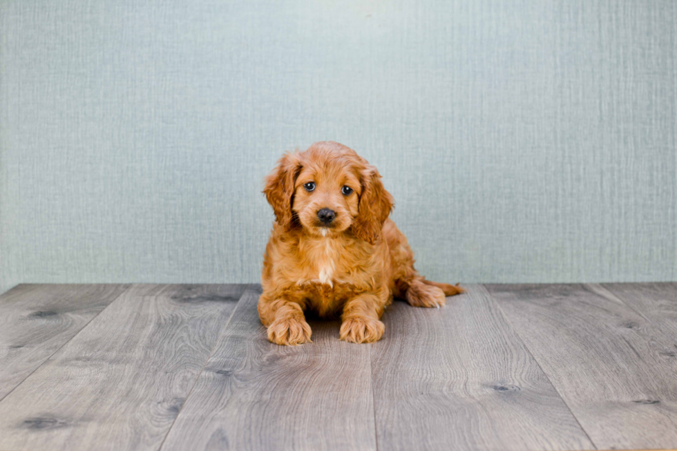 Cute Mini Goldendoodle Baby