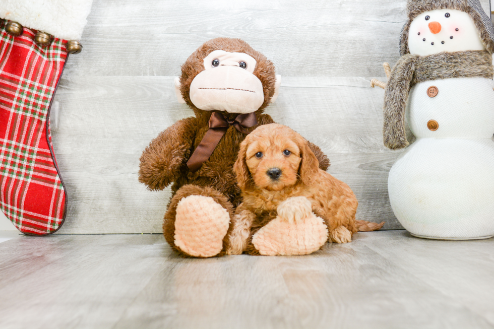 Little Golden Retriever Poodle Mix Puppy