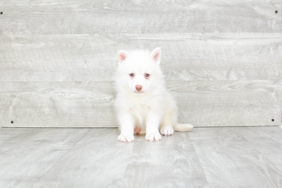 Sweet Pomsky Baby