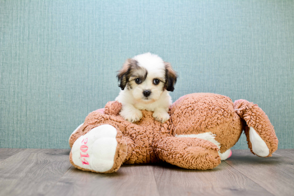 Little Shichon Designer Puppy