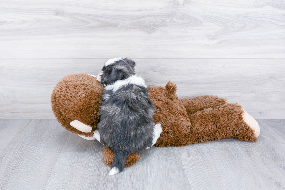 Small Havanese Baby