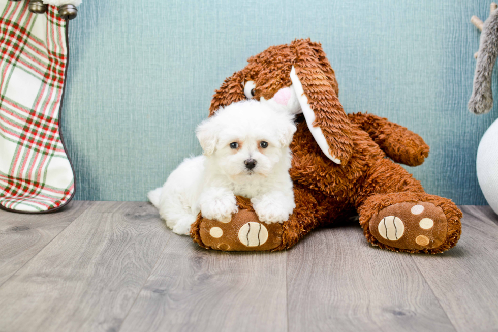 Bichon Frise Puppy for Adoption