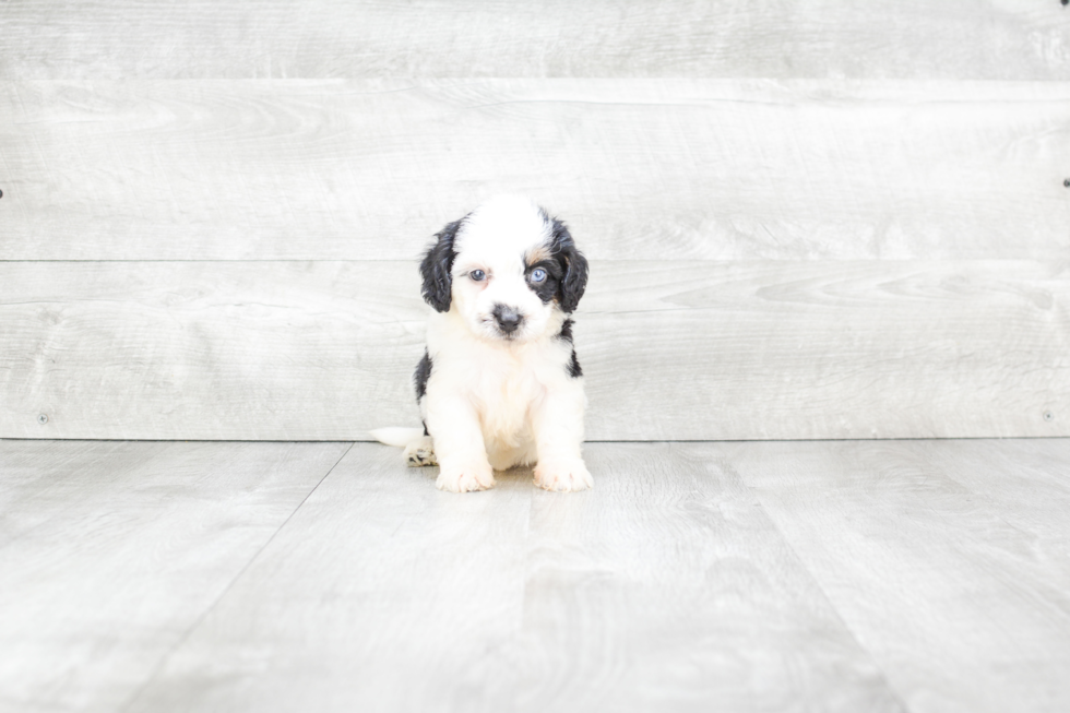 Mini Bernedoodle Pup Being Cute