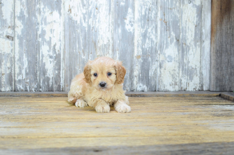 Petite Cavapoo Poodle Mix Pup