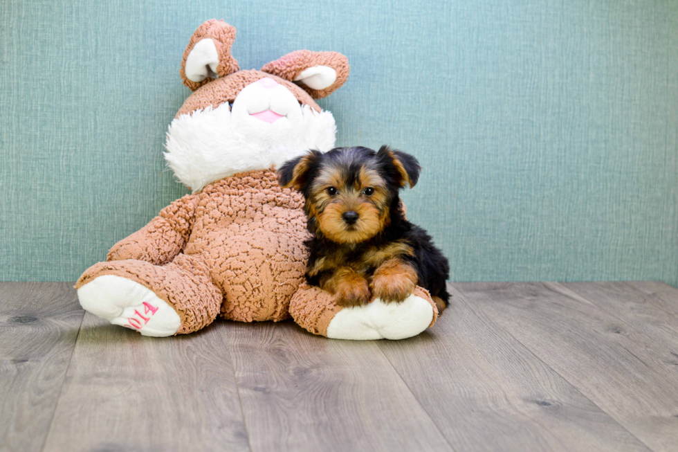 Meet Simon - our Yorkshire Terrier Puppy Photo 