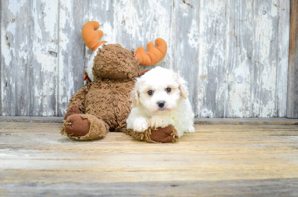 Sweet Cavachon Baby