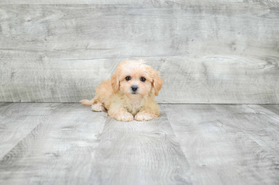 Small Cavachon Baby