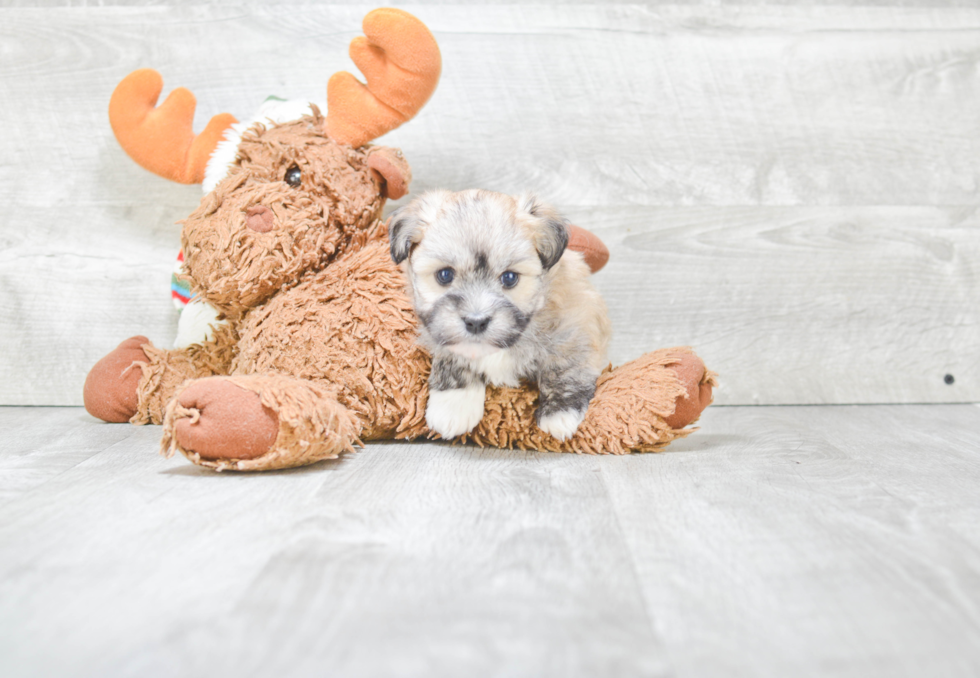 Funny Havanese Baby