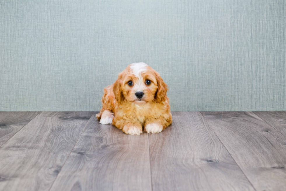 Best Cavapoo Baby