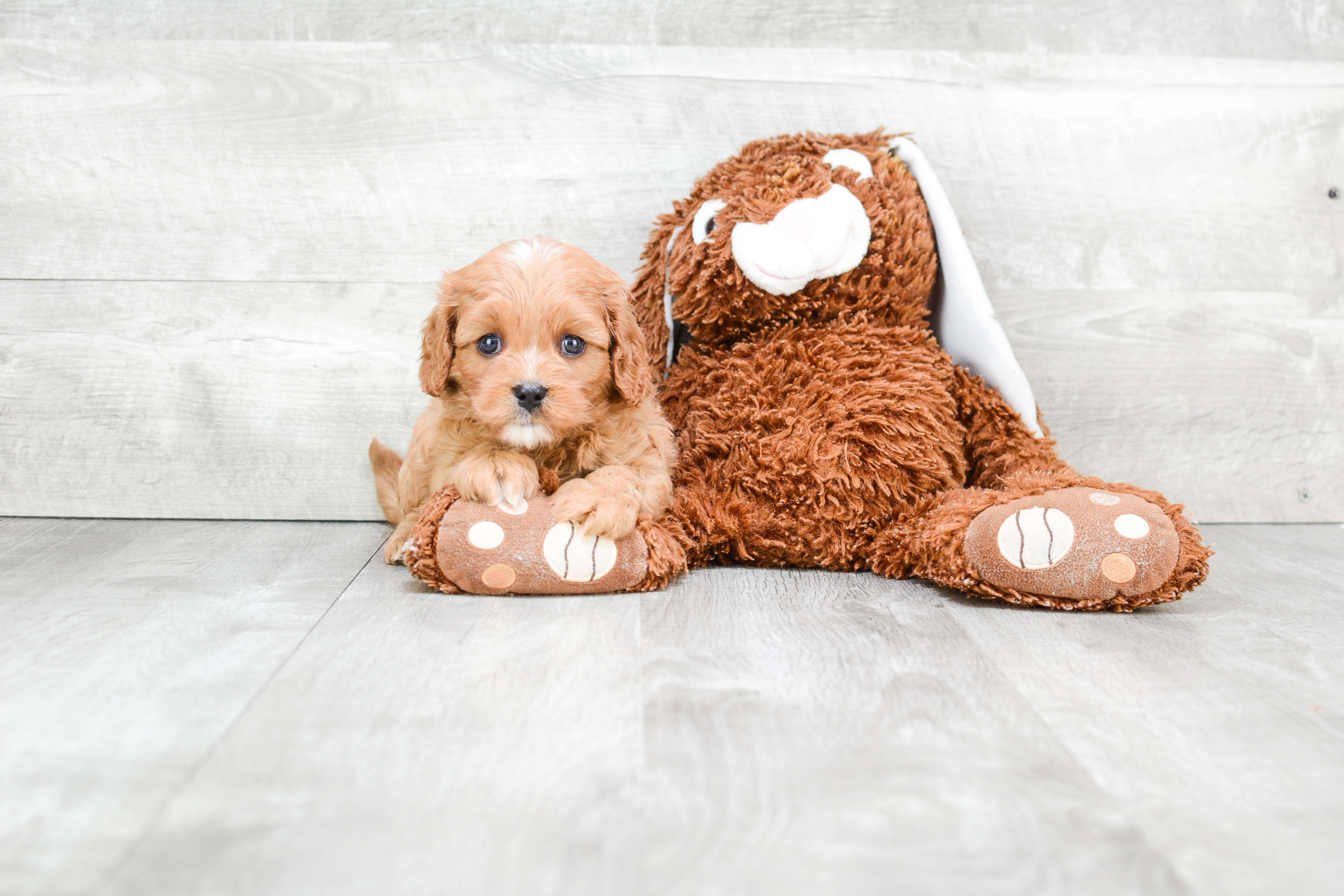 Cavapoo Puppy for Adoption