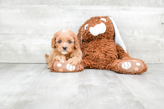 Cavapoo Puppy for Adoption