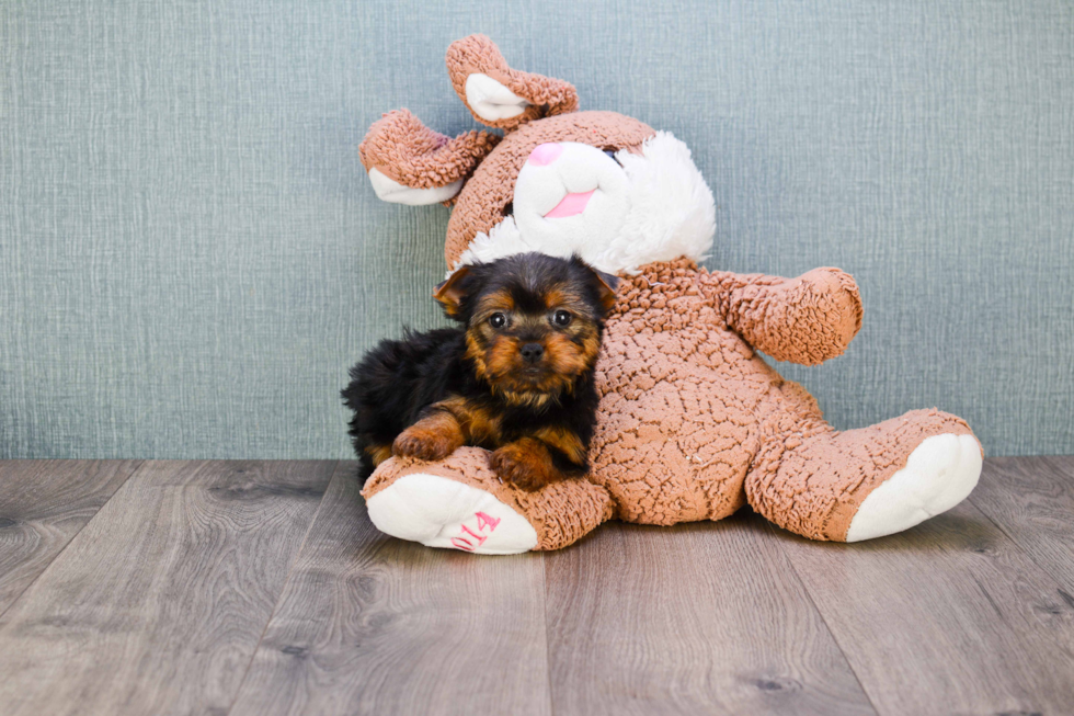 Meet Ronaldo - our Yorkshire Terrier Puppy Photo 