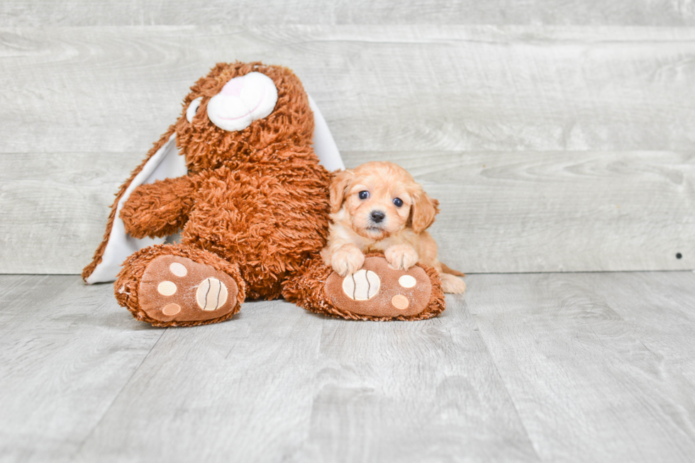 Popular Cavapoo Poodle Mix Pup