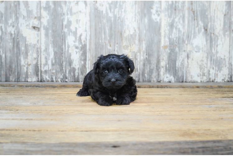 Yorkie Poo Puppy for Adoption