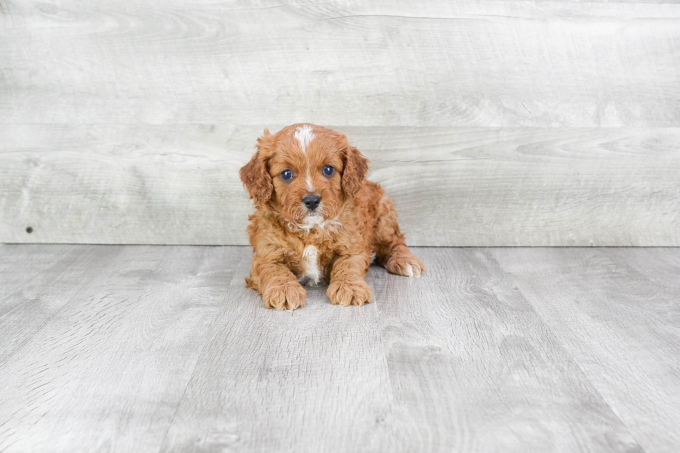 Small Cavapoo Baby