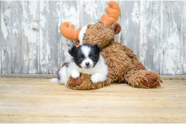 Cute Pomeranian Purebred Puppy