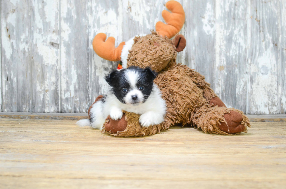 Cute Pomeranian Purebred Puppy