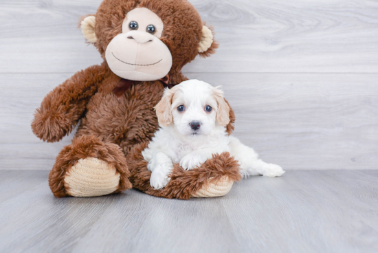 Cavachon Puppy for Adoption