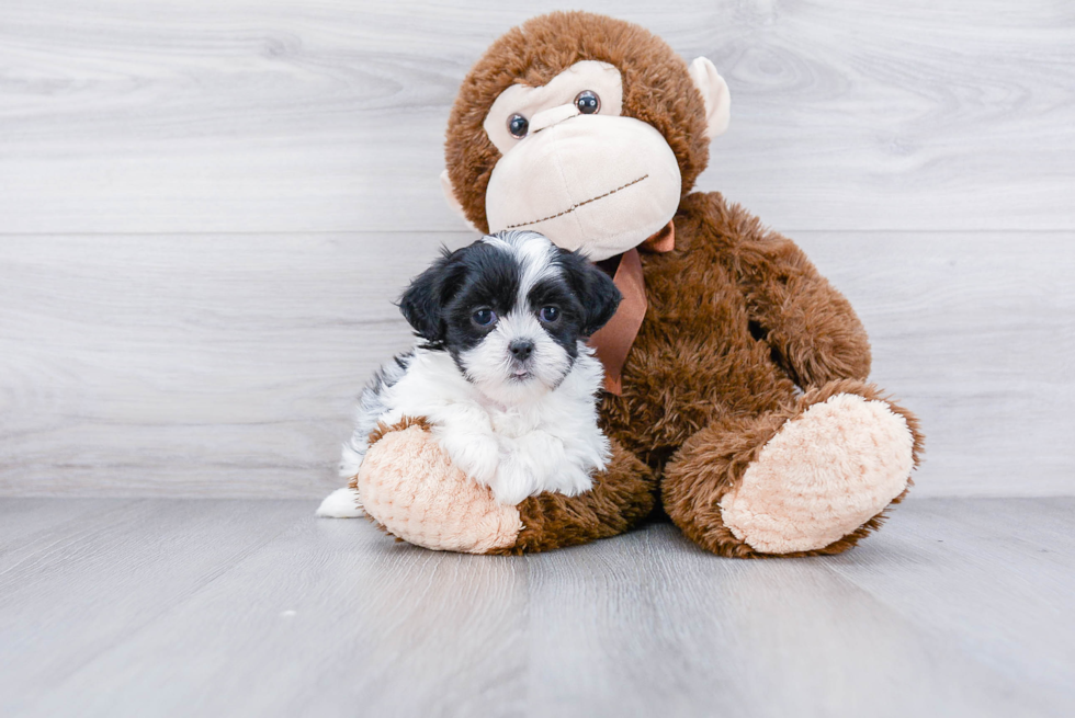 Teddy Bear Pup Being Cute