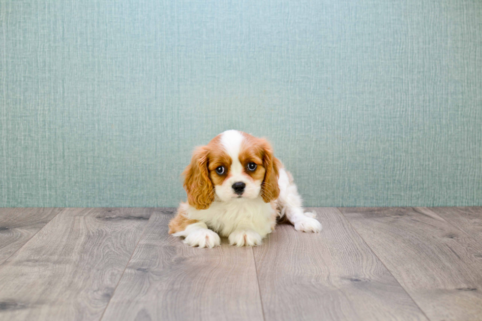 Popular Cavalier King Charles Spaniel Baby