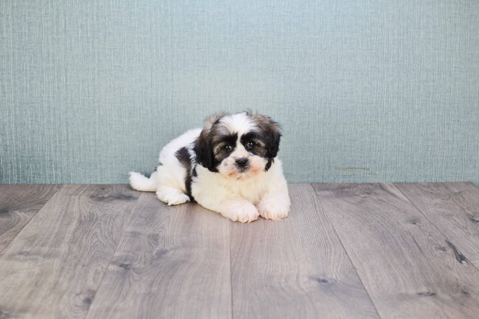 Popular Teddy Bear Designer Pup