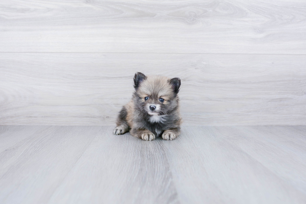 Hypoallergenic Pomeranian Baby