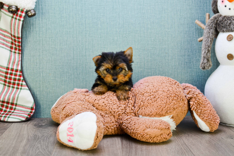 Meet Heidi - our Yorkshire Terrier Puppy Photo 