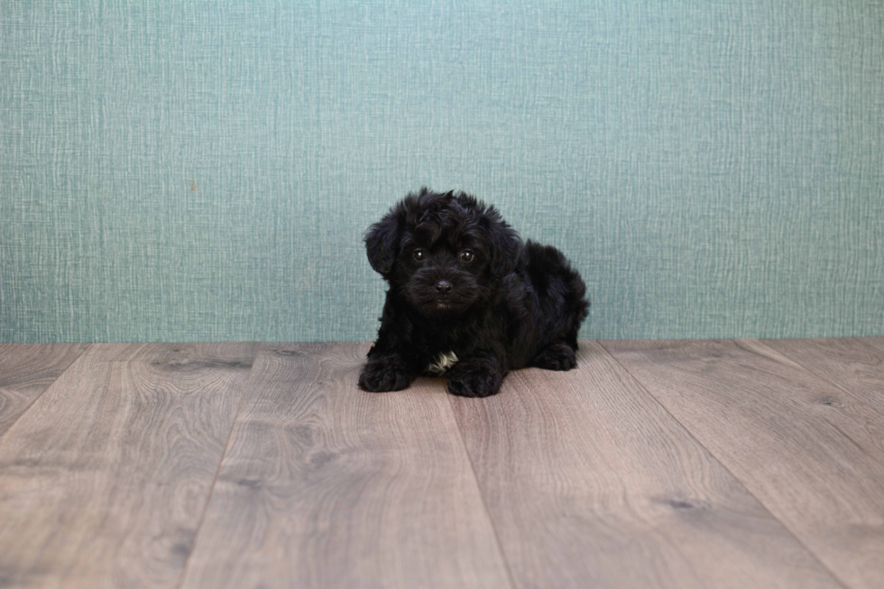 Yorkie Poo Pup Being Cute