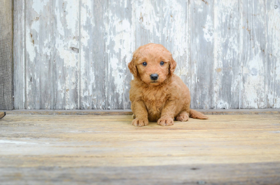 Fluffy Mini Goldendoodle Poodle Mix Pup