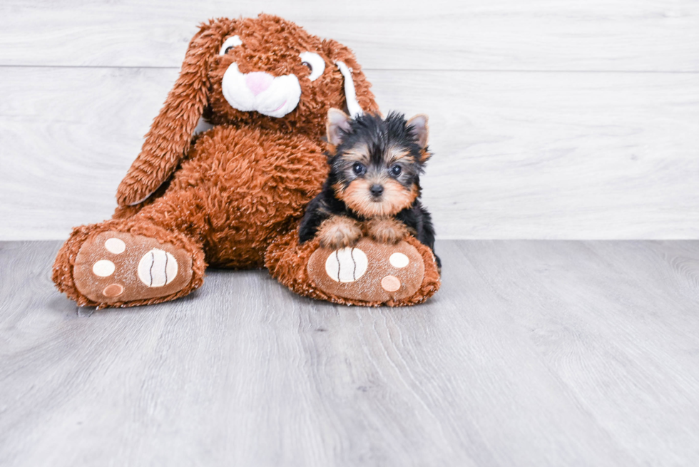 Meet Victoria - our Yorkshire Terrier Puppy Photo 