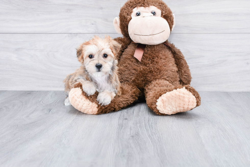 Morkie Puppy for Adoption