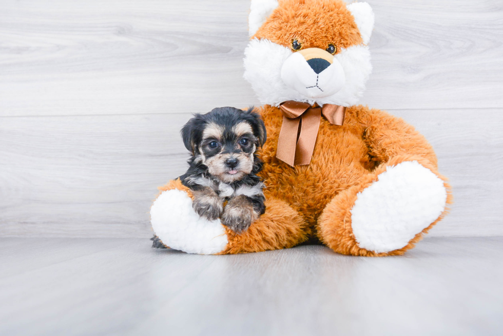 Energetic Yorkie Designer Puppy