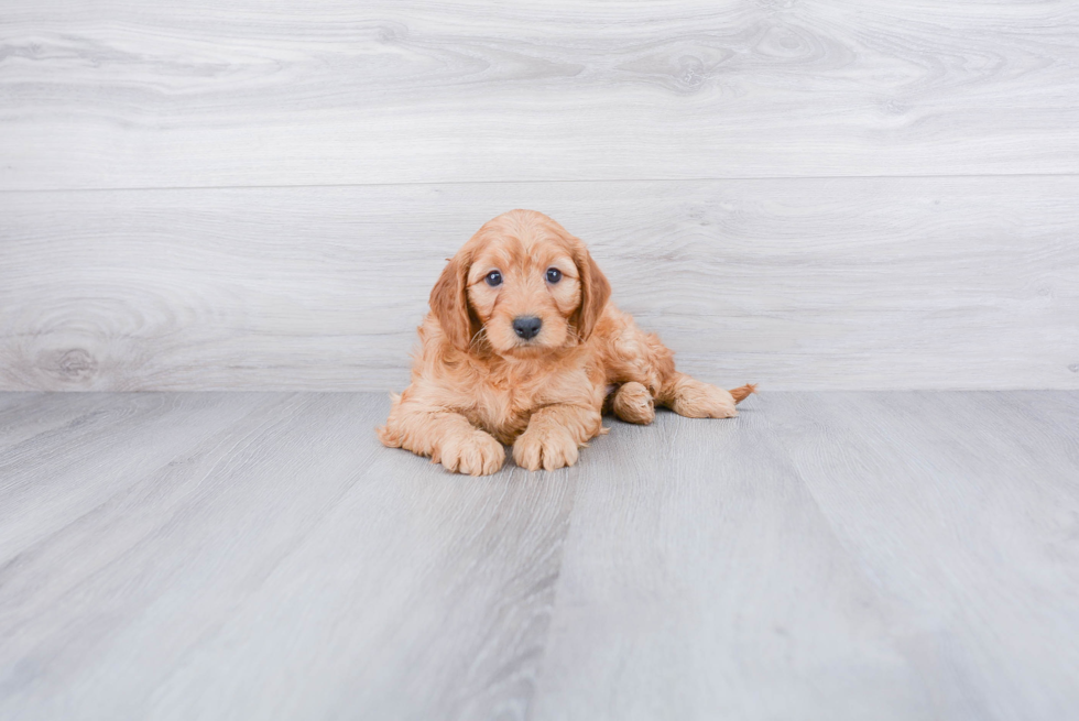 Cockapoo Pup Being Cute