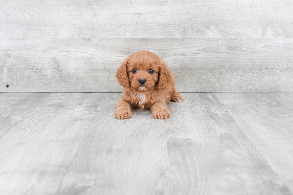 Happy Cavapoo Baby