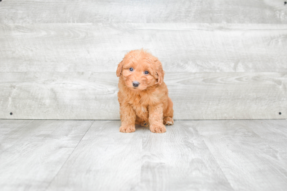 Playful Golden Retriever Poodle Mix Puppy