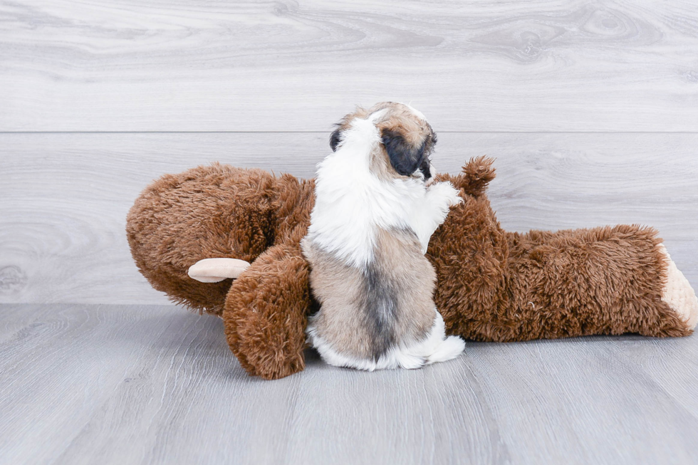 Friendly Teddy Bear Baby
